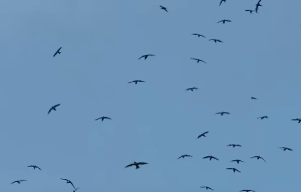 White-collared Swift - ML161015301