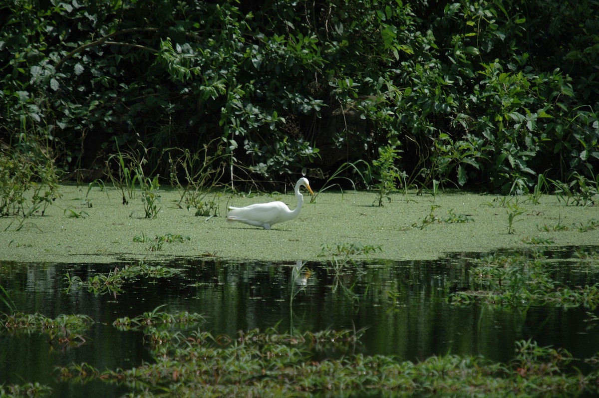 Great Egret - ML161015651