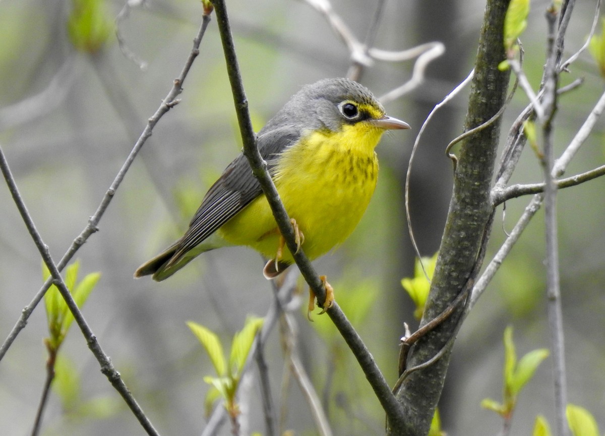 Canada Warbler - Anna Hodgkins