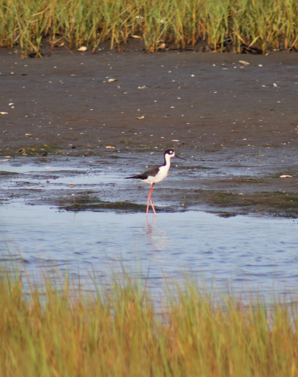 Cigüeñuela Cuellinegra - ML161016071