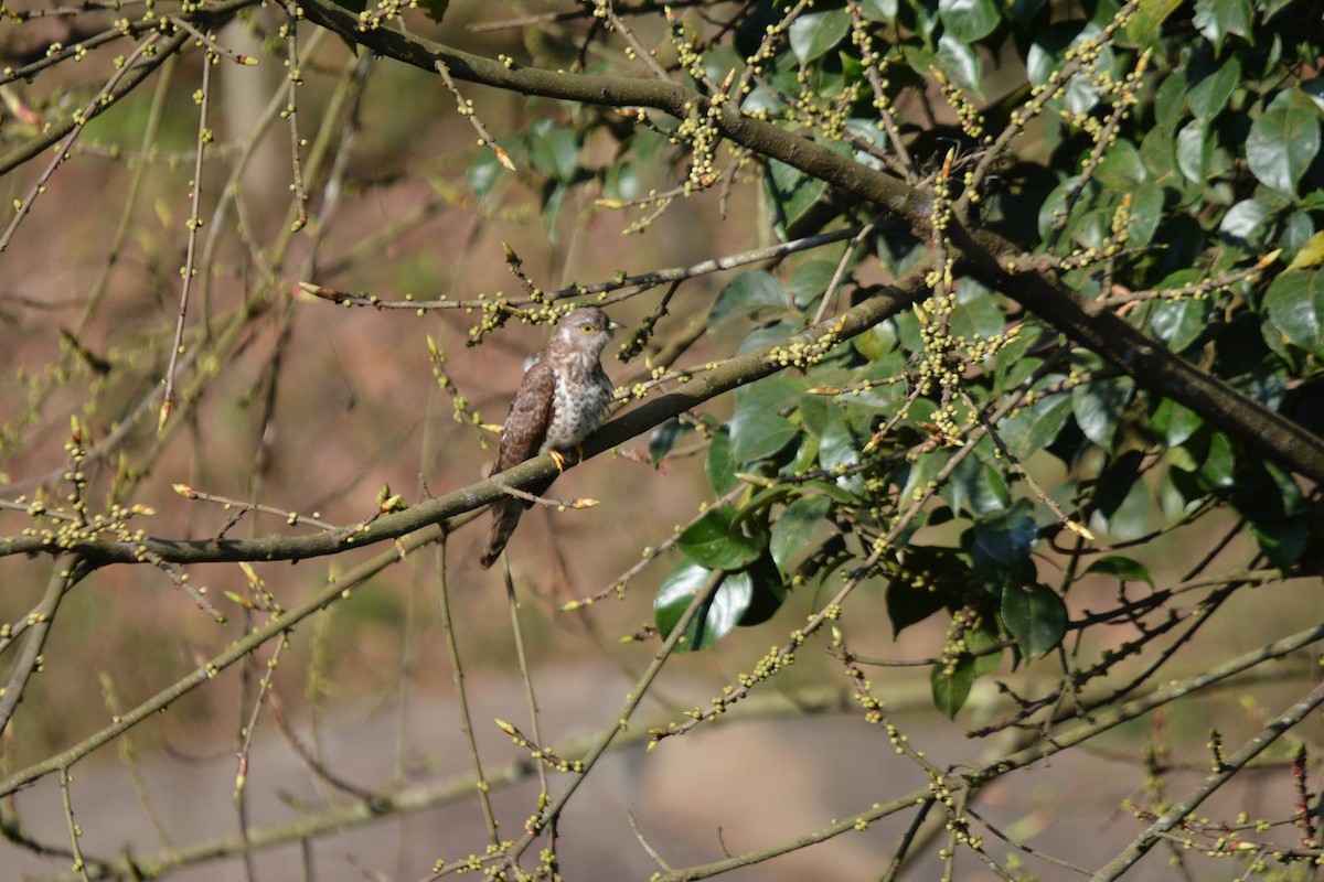 Common Hawk-Cuckoo - ML161017411