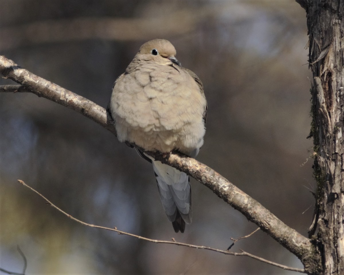 Mourning Dove - ML161019471