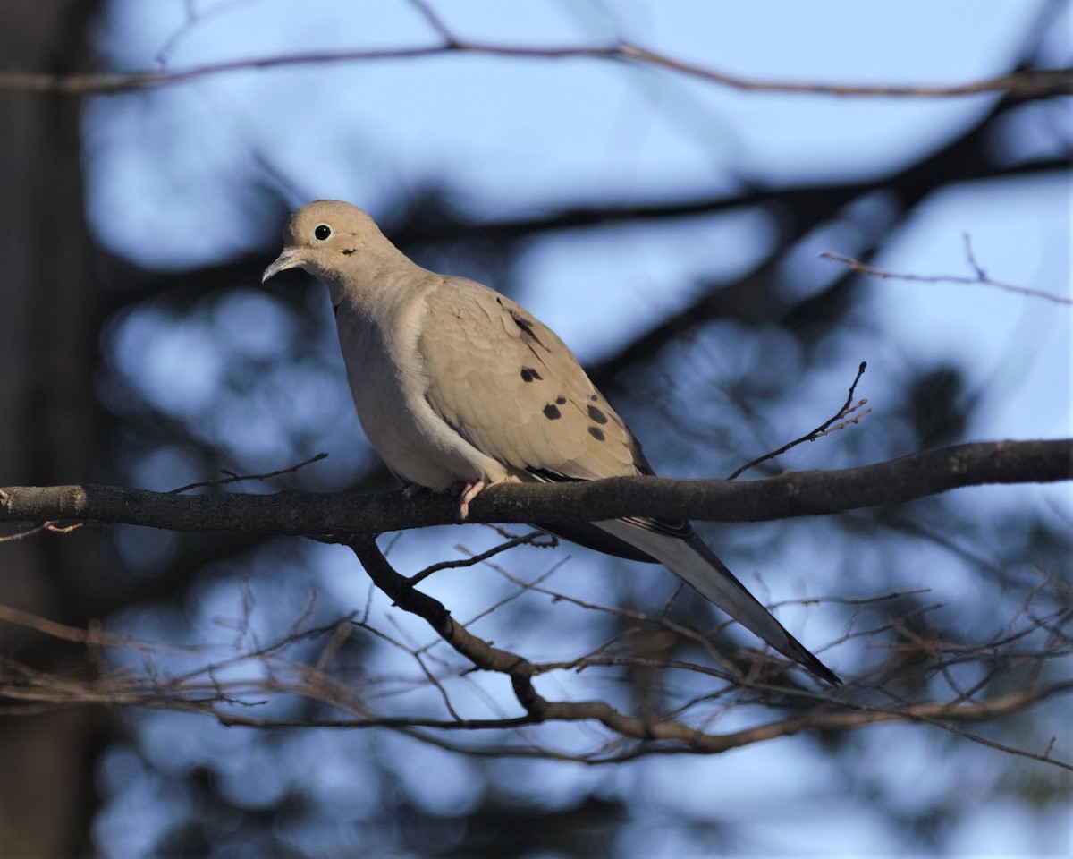 Mourning Dove - Heather Pickard