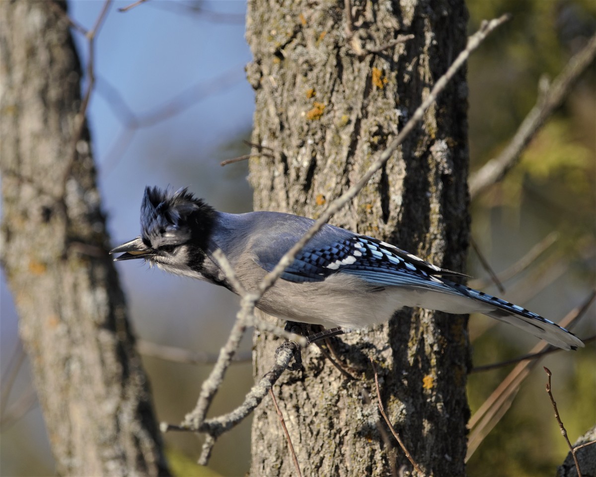 Blue Jay - Heather Pickard