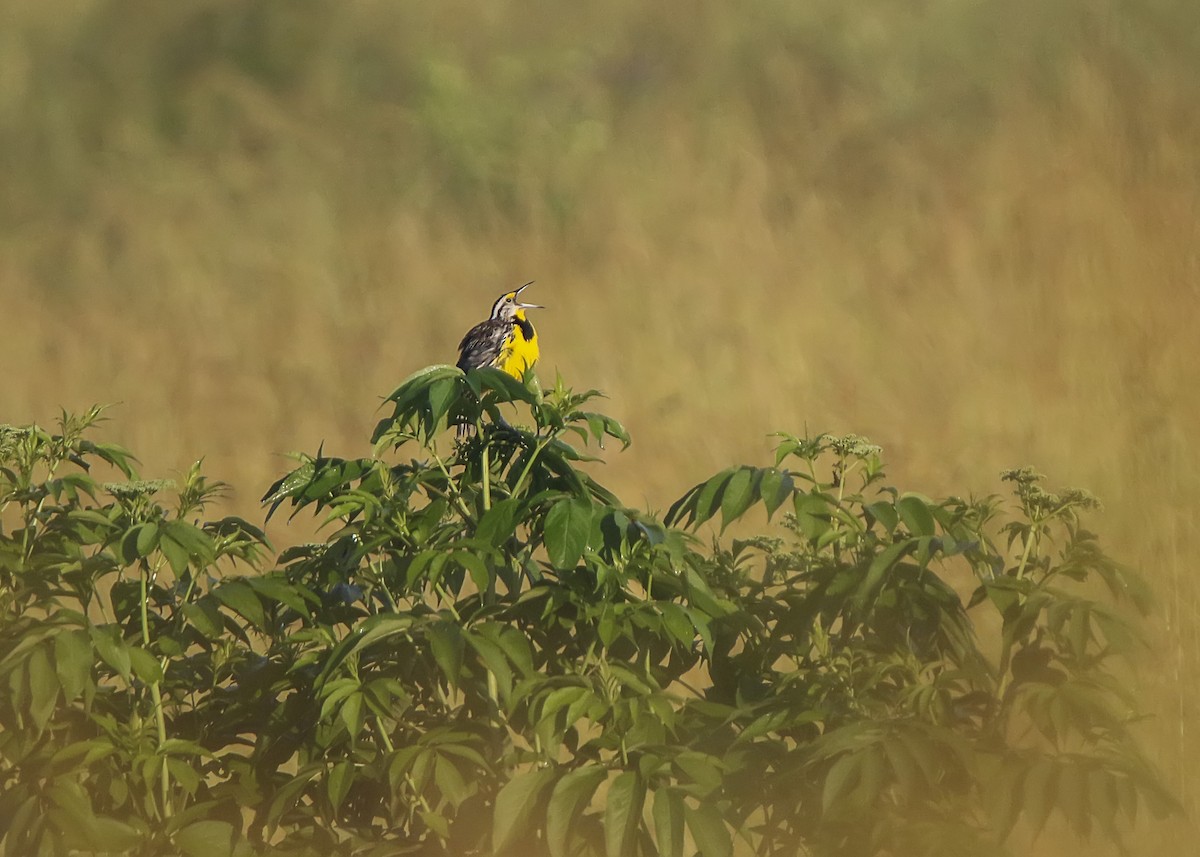 Eastern Meadowlark - ML161020191