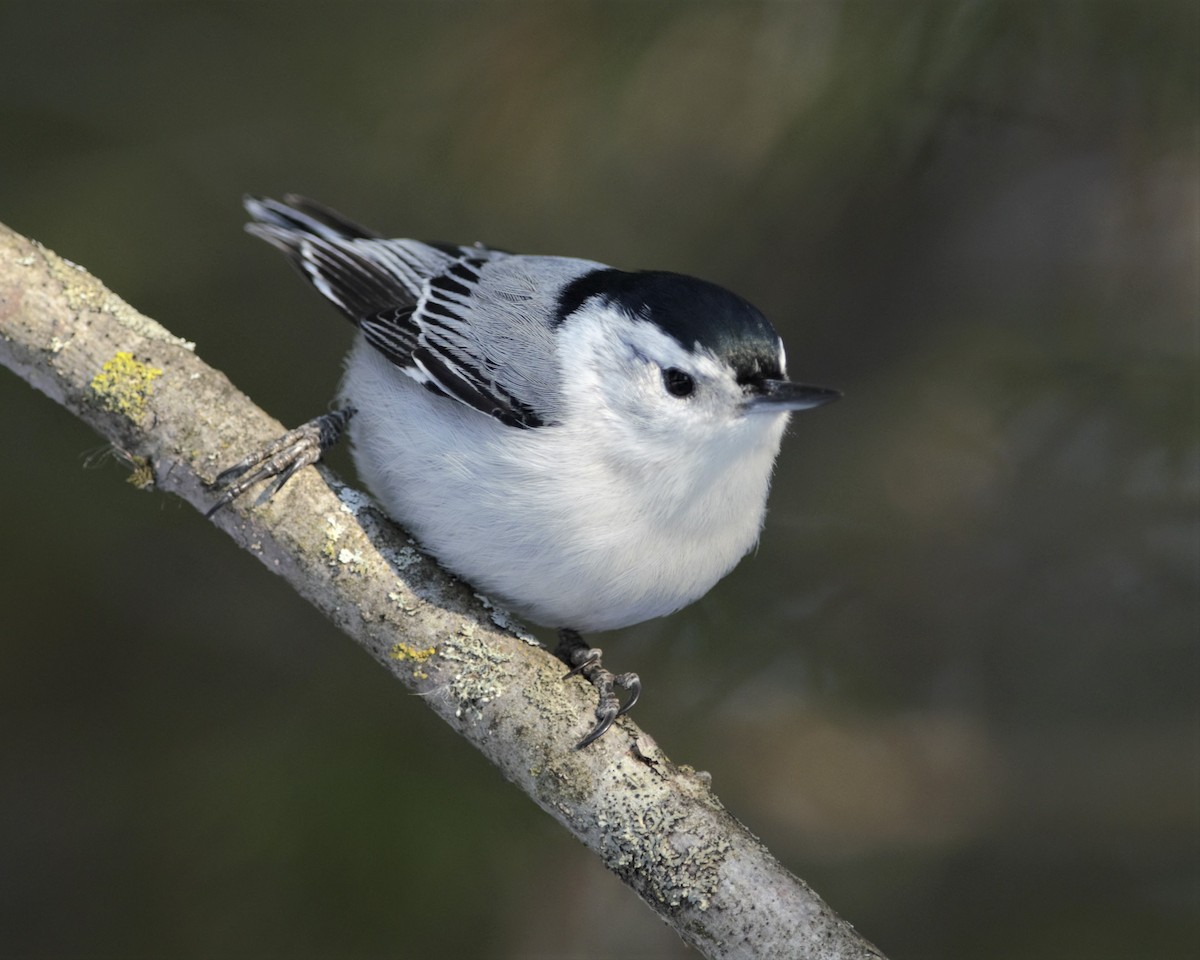 White-breasted Nuthatch (Eastern) - ML161021101