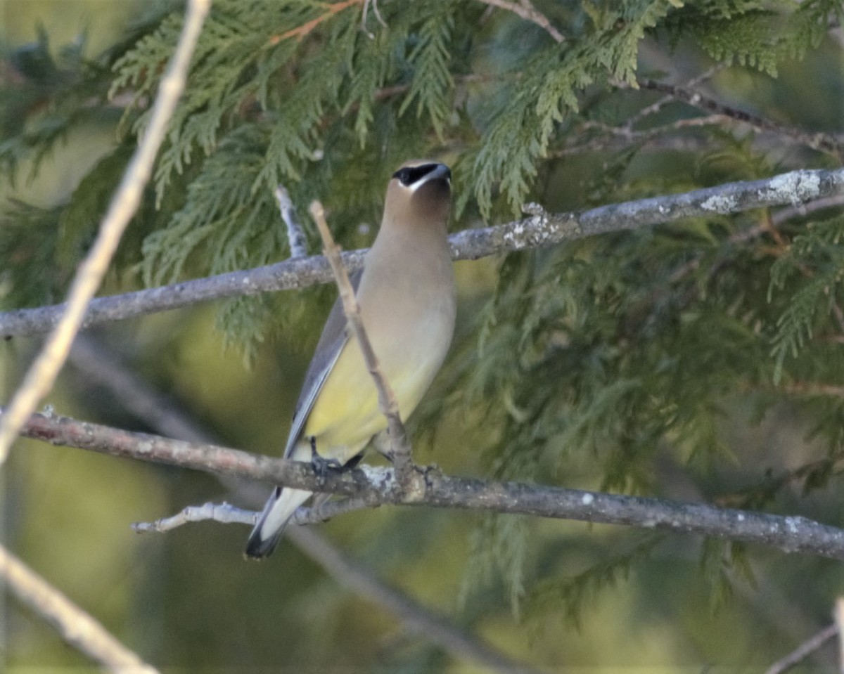 Cedar Waxwing - ML161021291