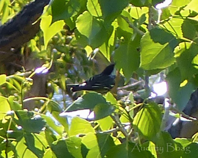 lesňáček černohlavý - ML161022731