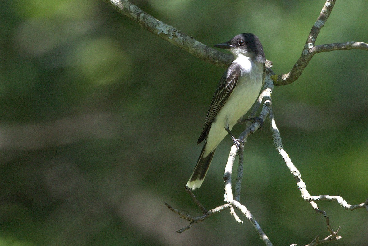 Eastern Kingbird - ML161023591