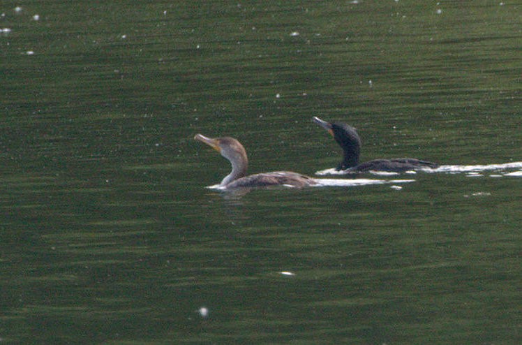 Double-crested Cormorant - ML161024261