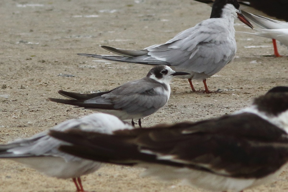 Black Tern - R.J.  Adams