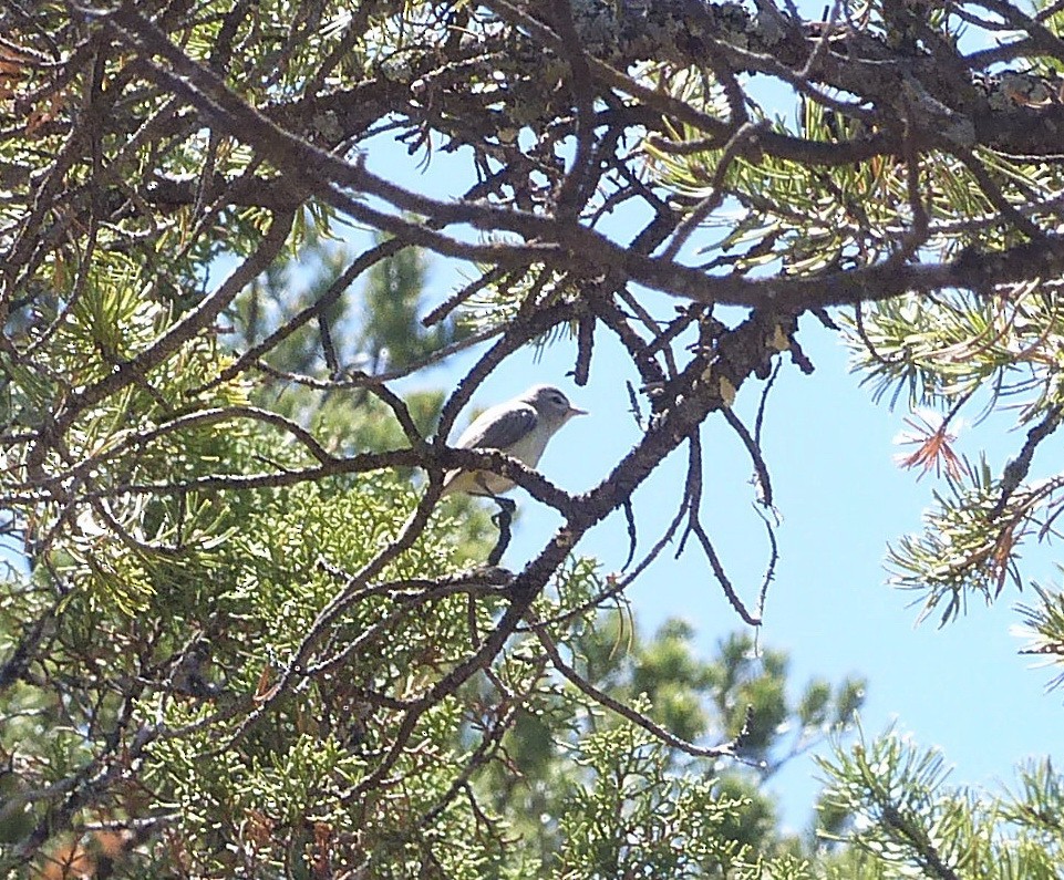 Warbling Vireo - Susan Entsminger