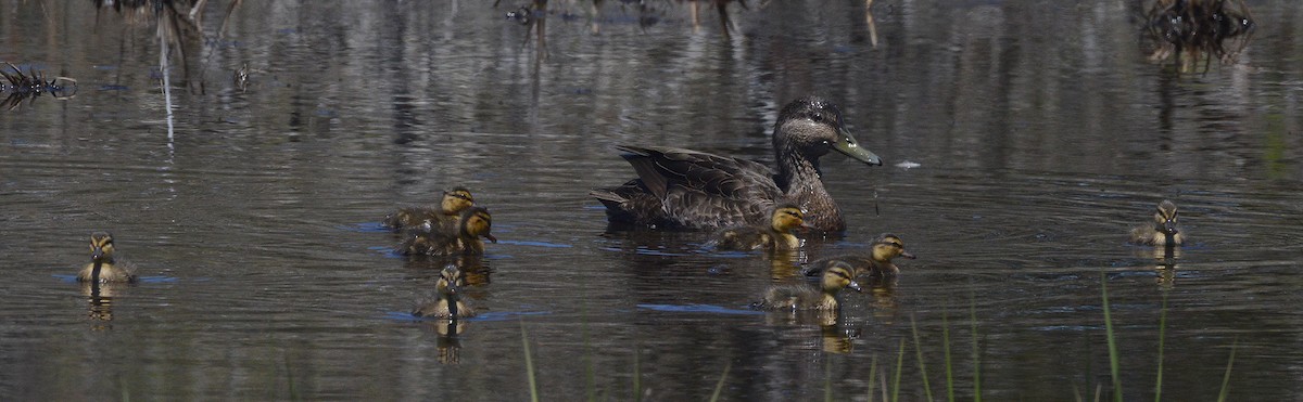 American Black Duck - Frederick Atwood