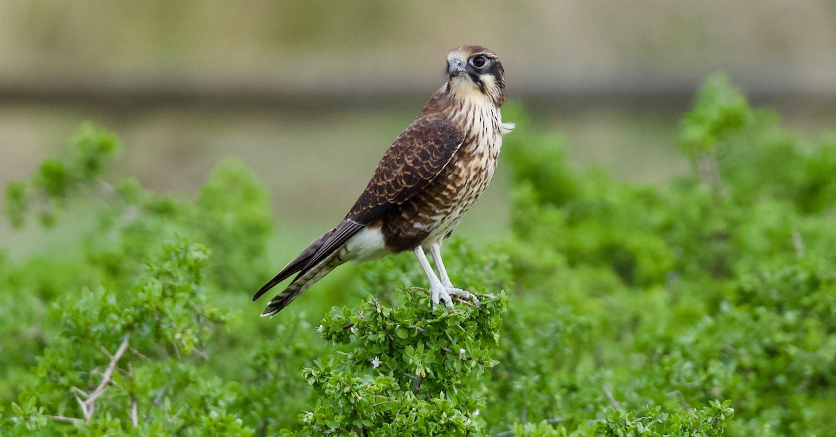 Brown Falcon - David  Tytherleigh