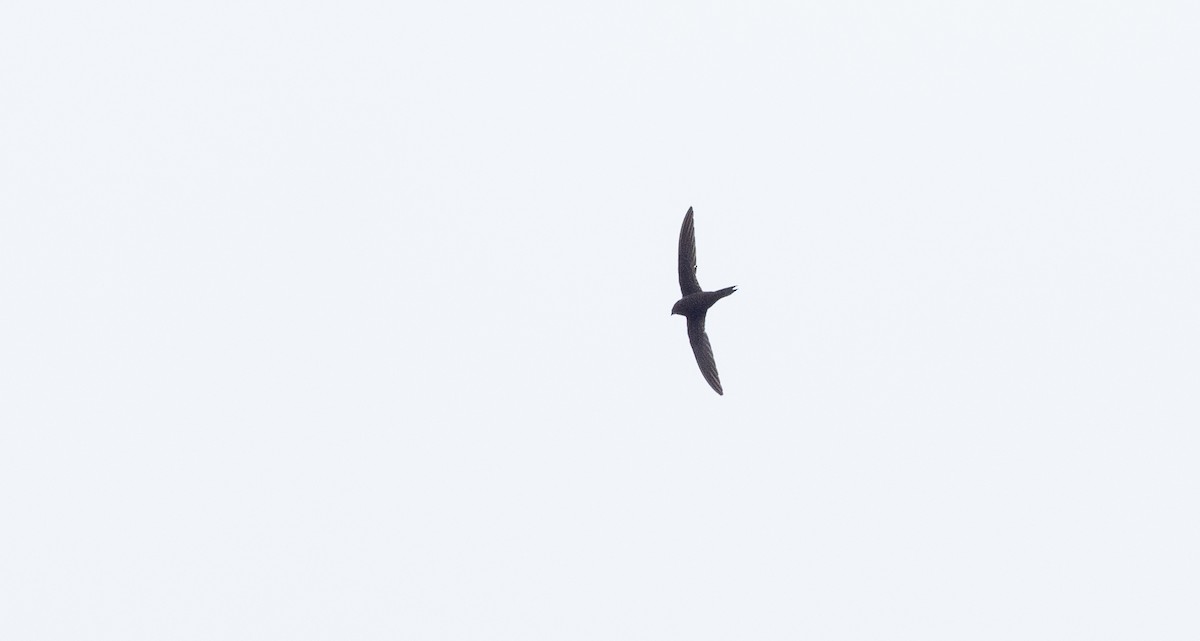 Mottled Swift - Forest Botial-Jarvis