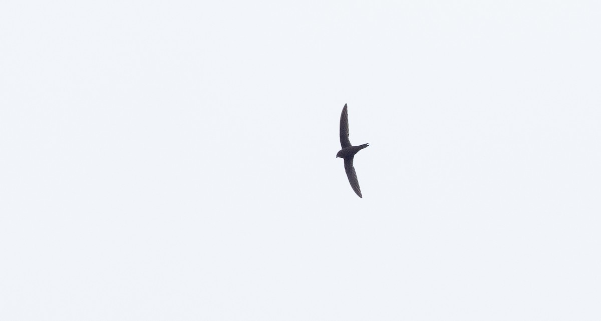 Mottled Swift - ML161029031