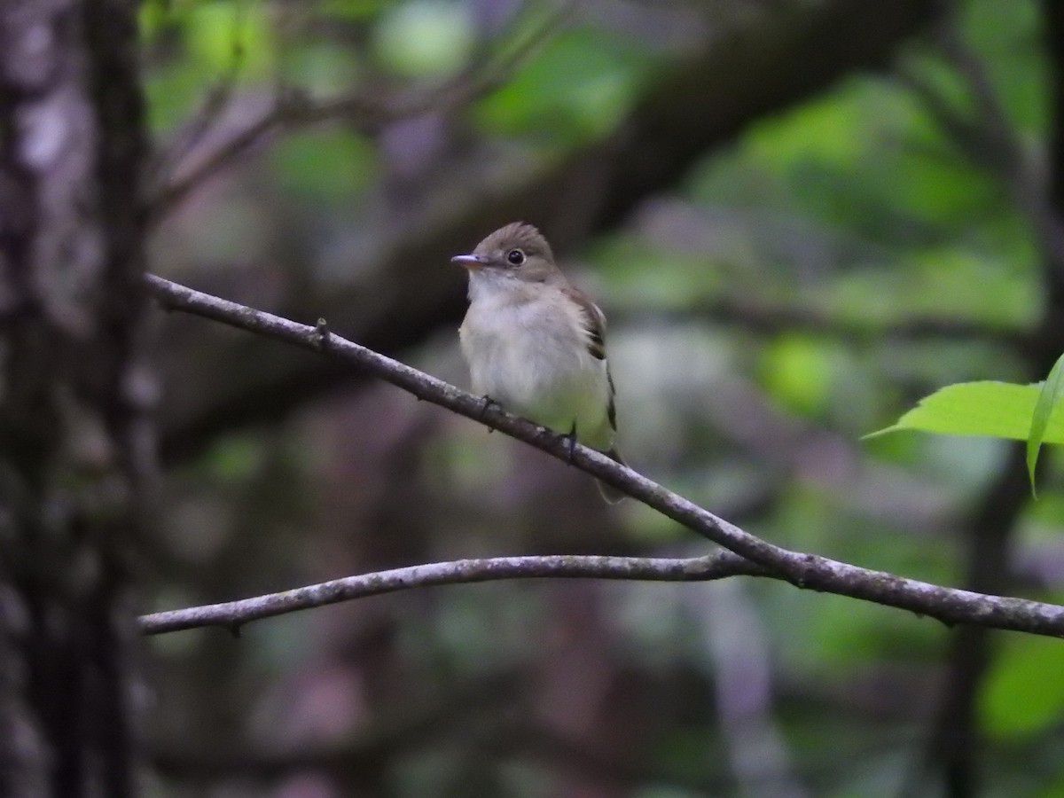 Acadian Flycatcher - Tyler Grant