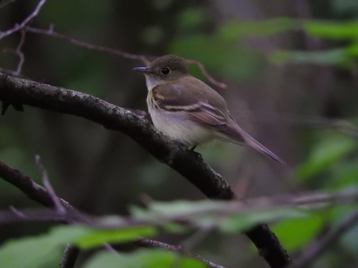 Acadian Flycatcher - ML161030181