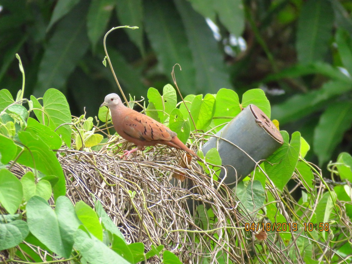 Ruddy Ground Dove - ML161030271