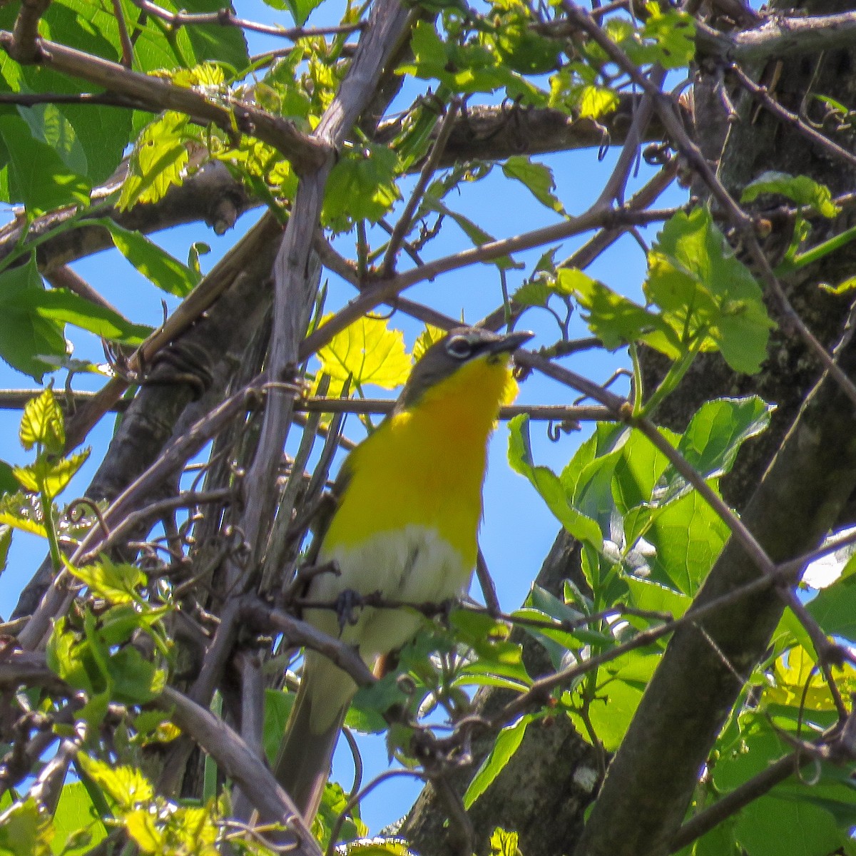 Yellow-breasted Chat - ML161032321