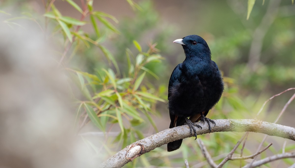 White-billed Starling - ML161032351