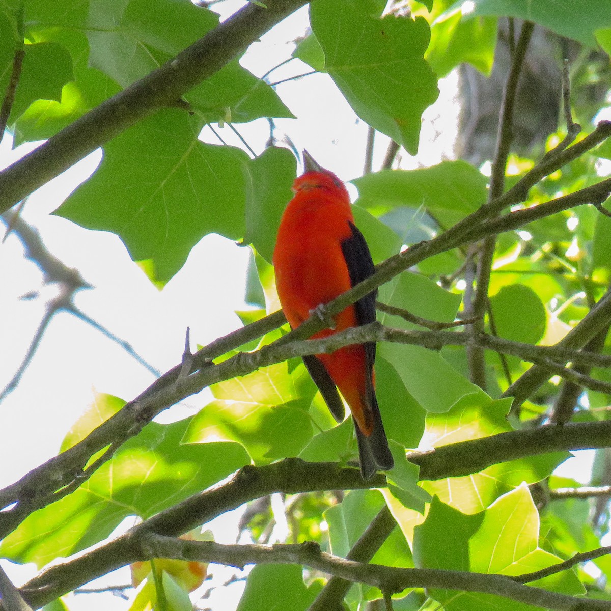 Scarlet Tanager - ML161032371