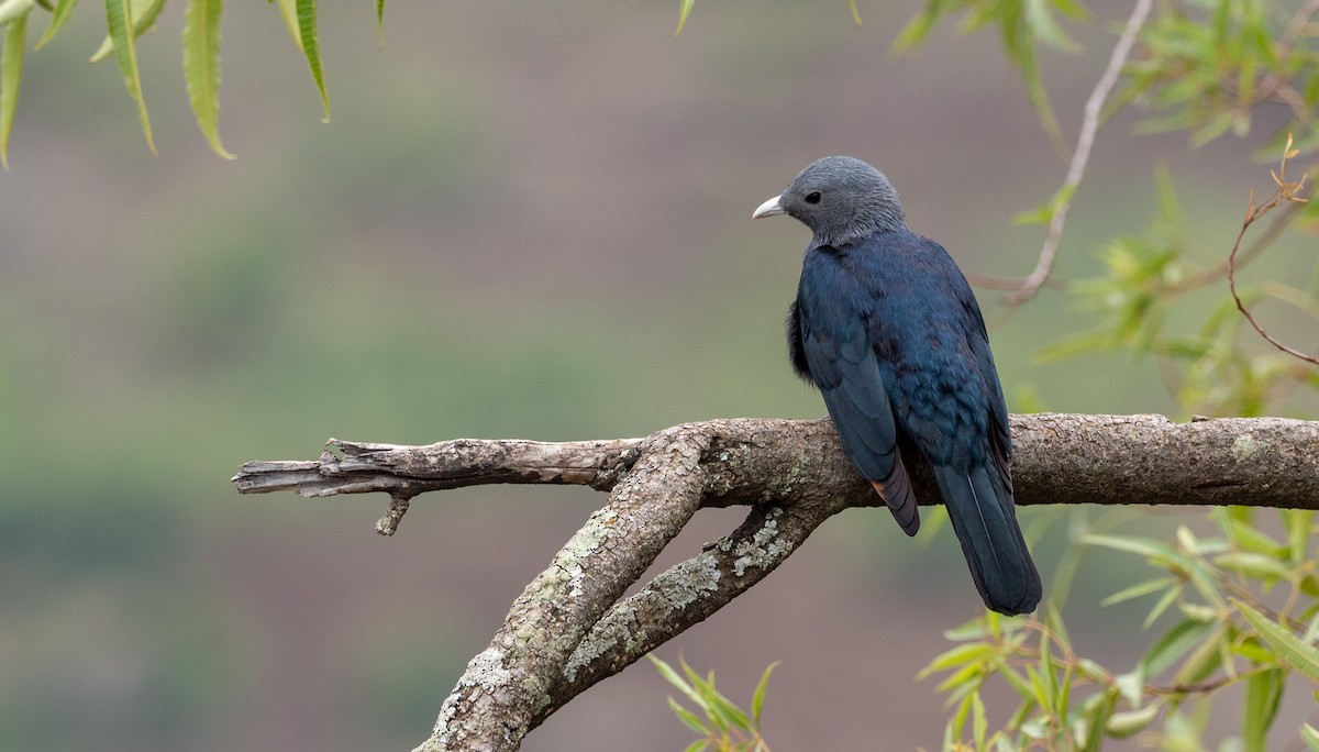 White-billed Starling - ML161032391