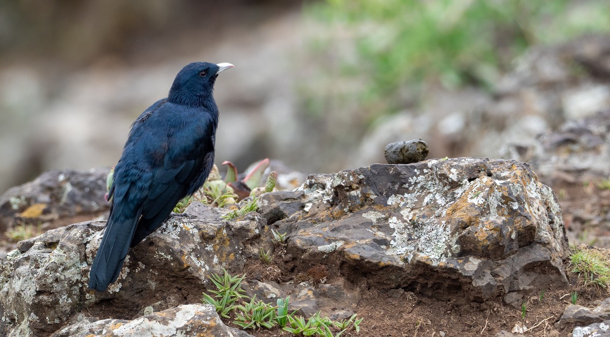 White-billed Starling - ML161032411