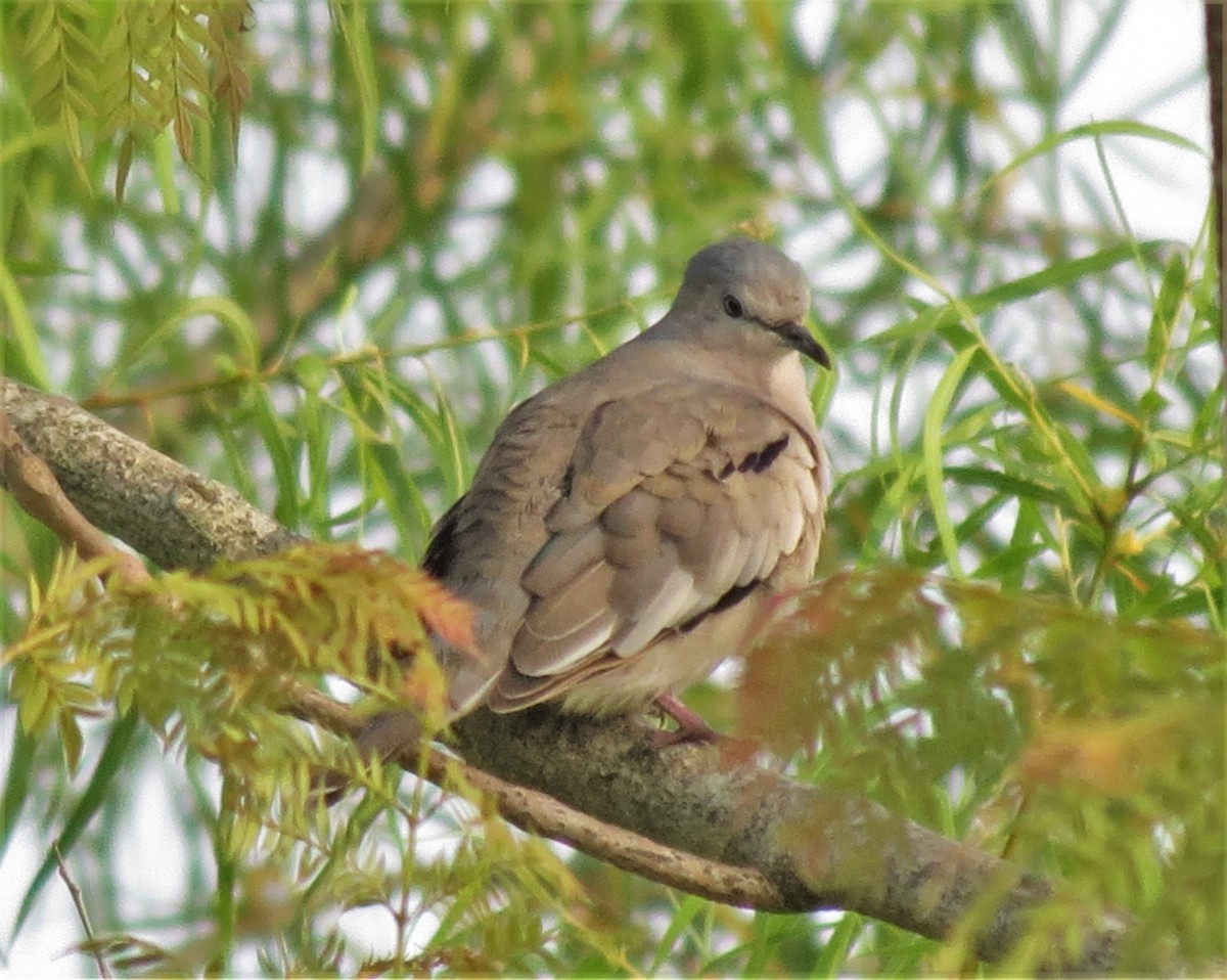 Picui Ground Dove - Kevin Schwartz