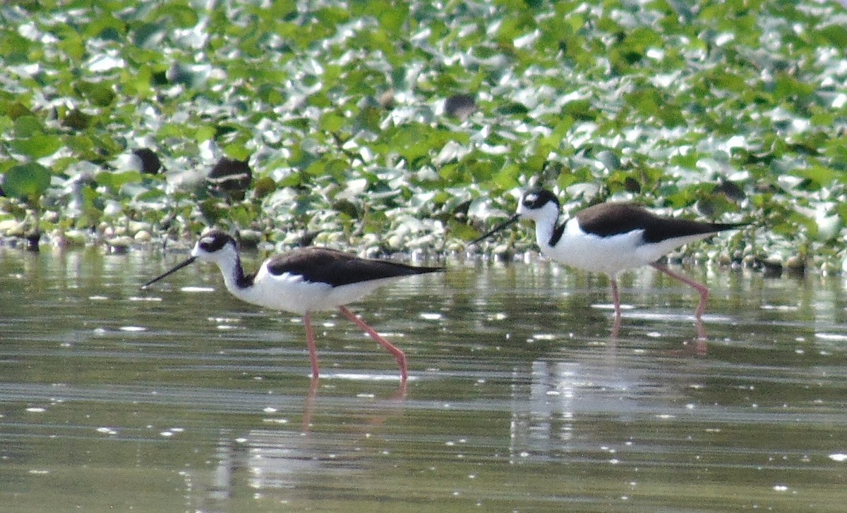 Black-necked Stilt - ML161032641