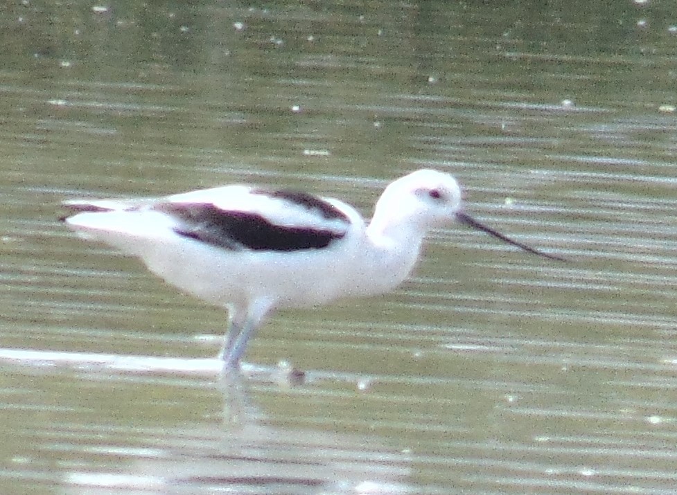 American Avocet - ML161032651