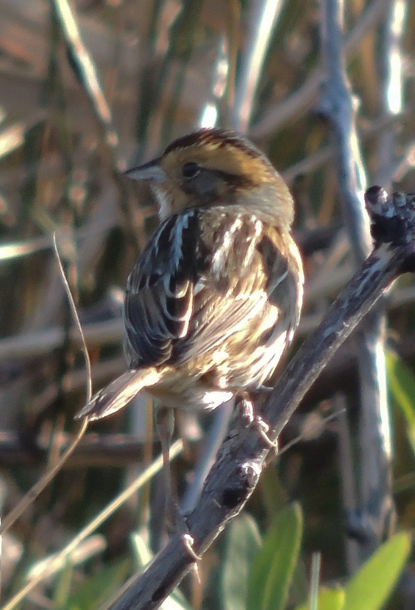 Nelson's Sparrow - Christine Stoughton Root