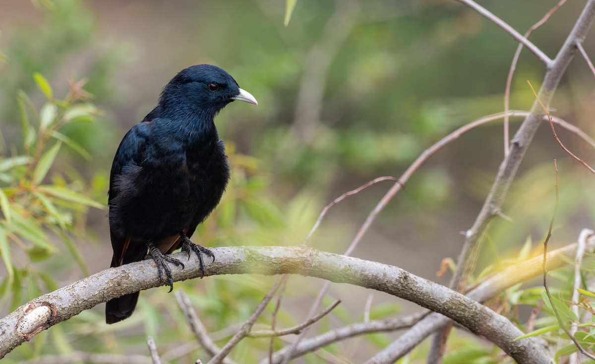 White-billed Starling - ML161032881