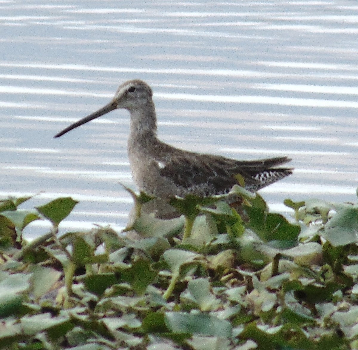 Long-billed Dowitcher - ML161033091