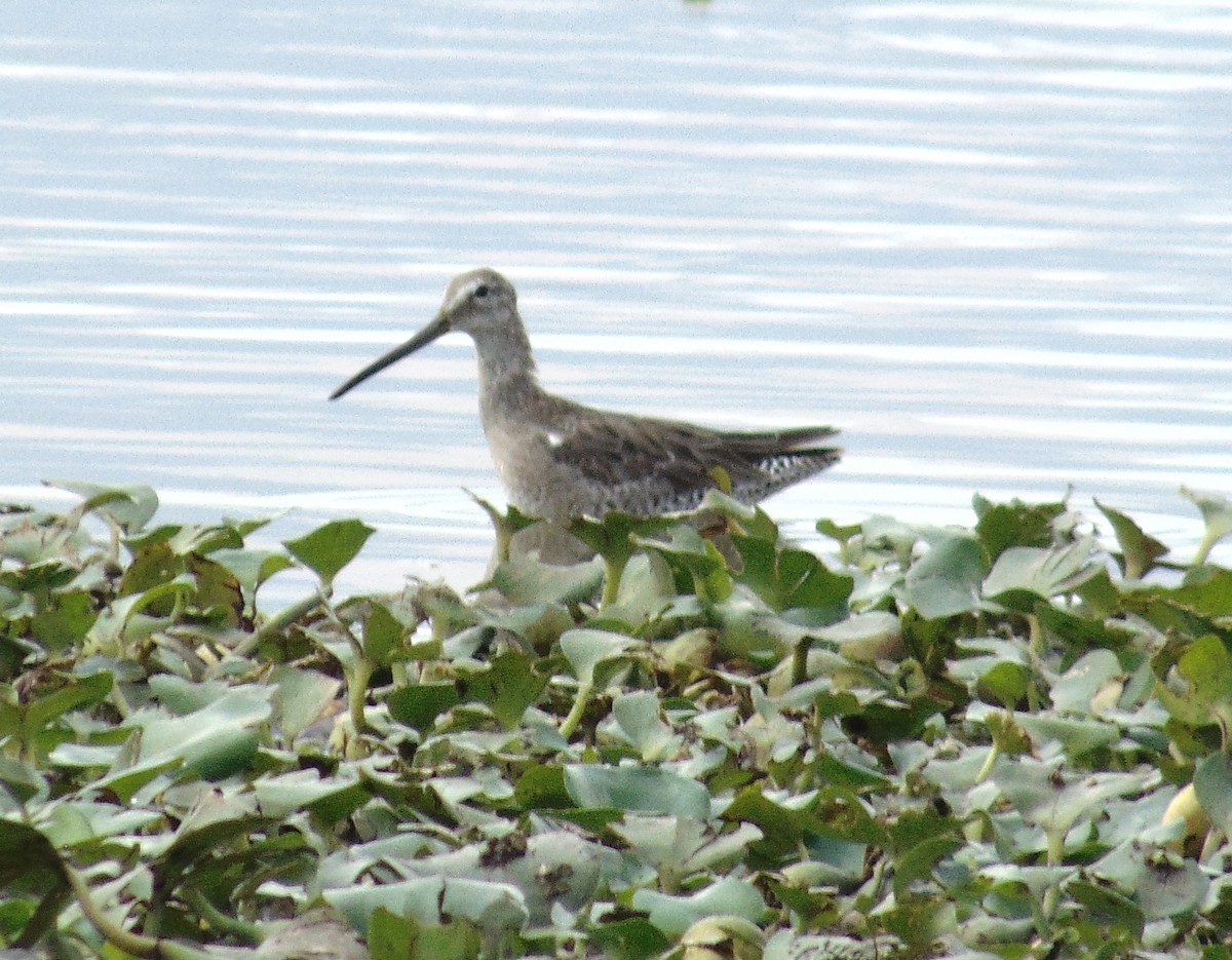Long-billed Dowitcher - ML161033141