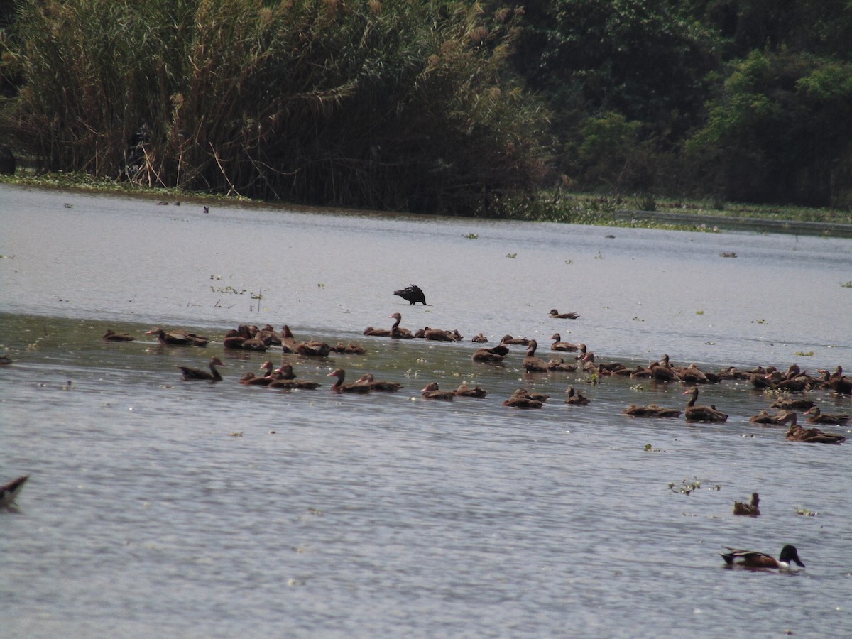 Black-bellied Whistling-Duck - ML161033221