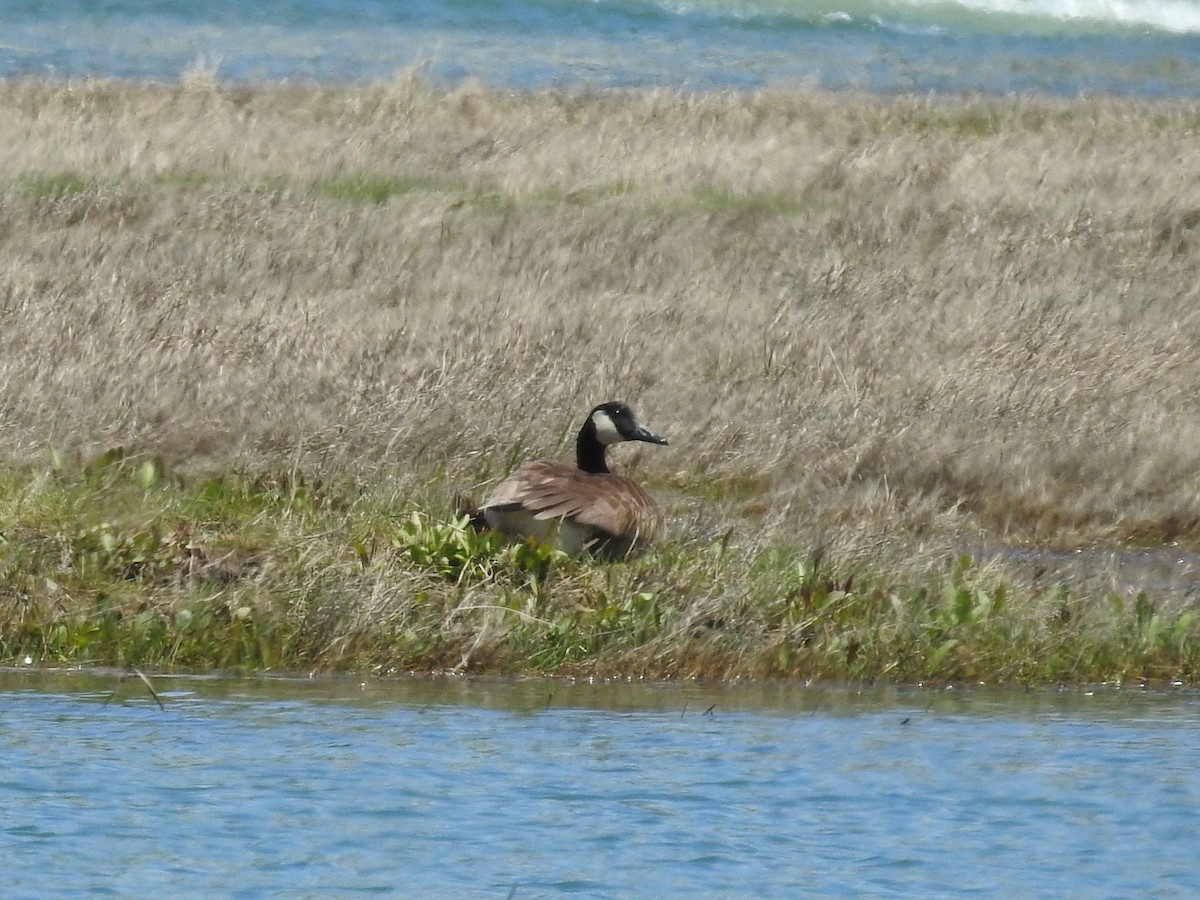 Canada Goose - ML161033811