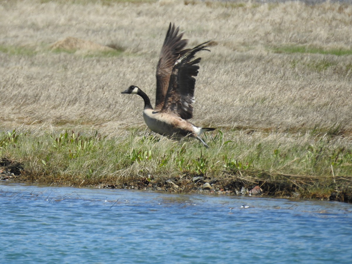 Canada Goose - ML161033841