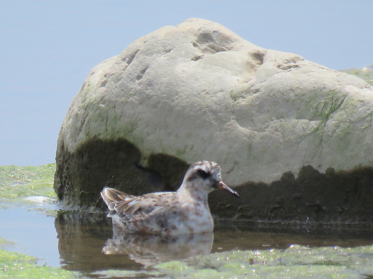 Red Phalarope - ML161034001