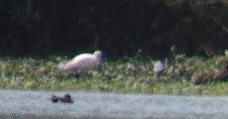 Roseate Spoonbill - ML161034011