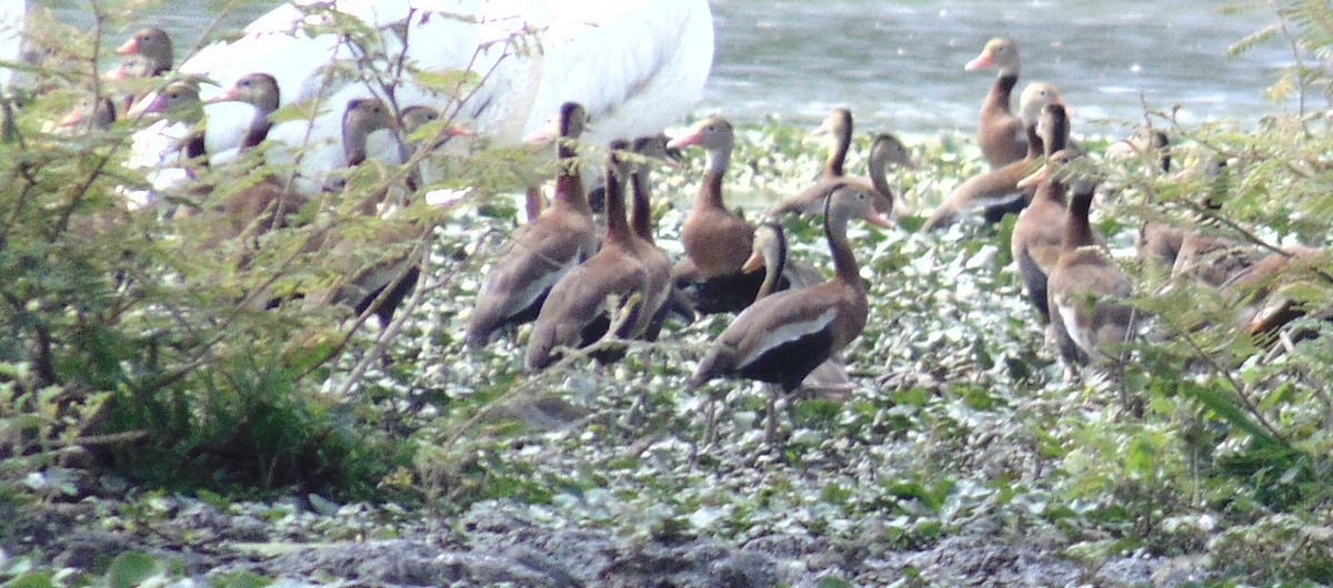 Black-bellied Whistling-Duck - ML161034161