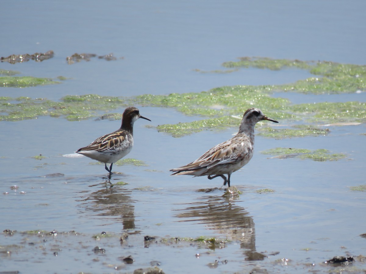 Red Phalarope - ML161034511