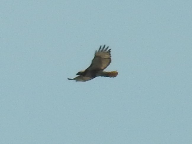 Red-tailed Hawk - ML161035601