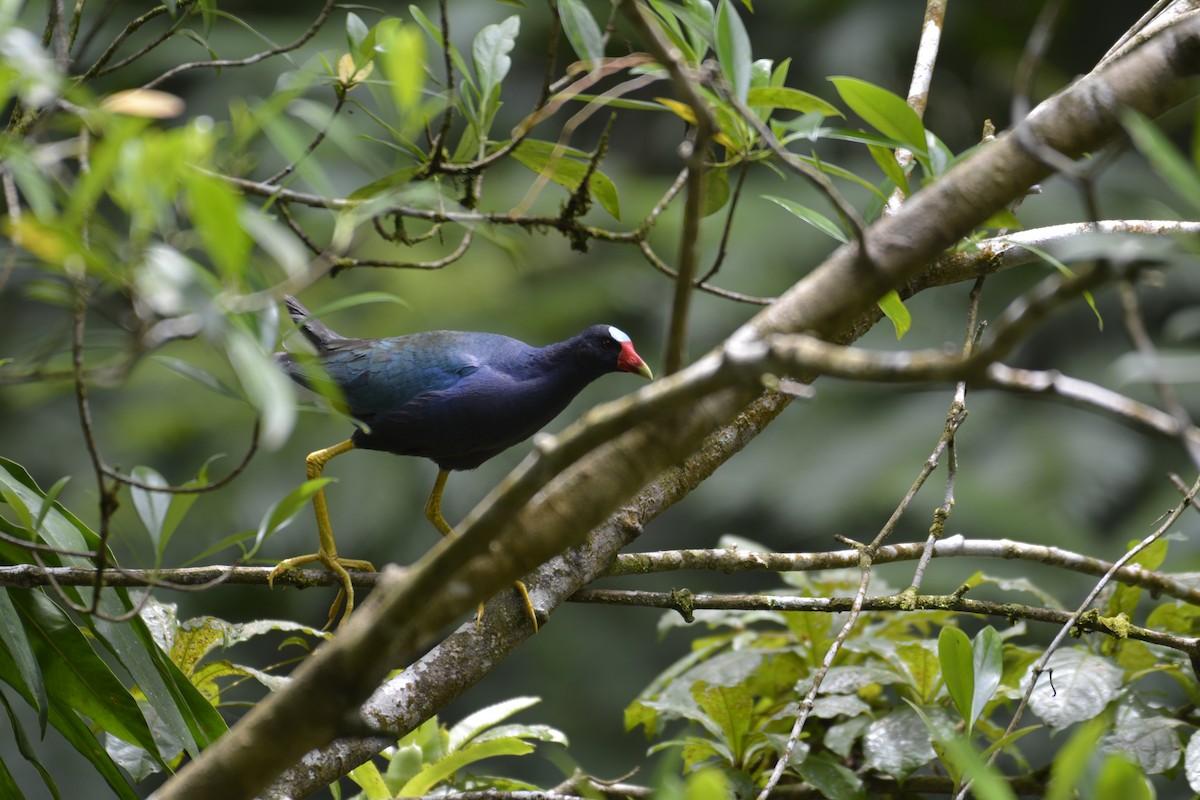 Purple Gallinule - Luis Vega