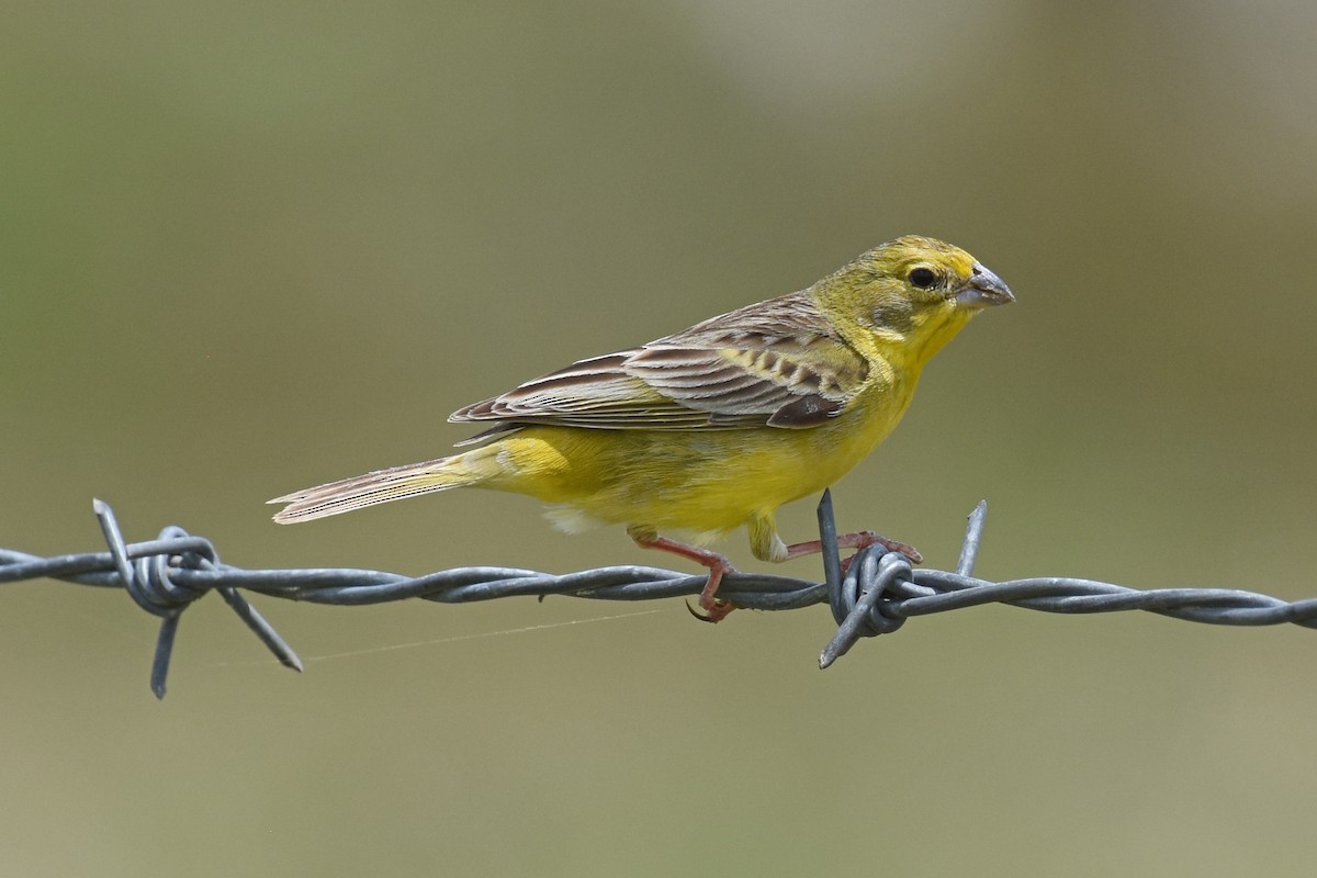 Grassland Yellow-Finch - ML161037261