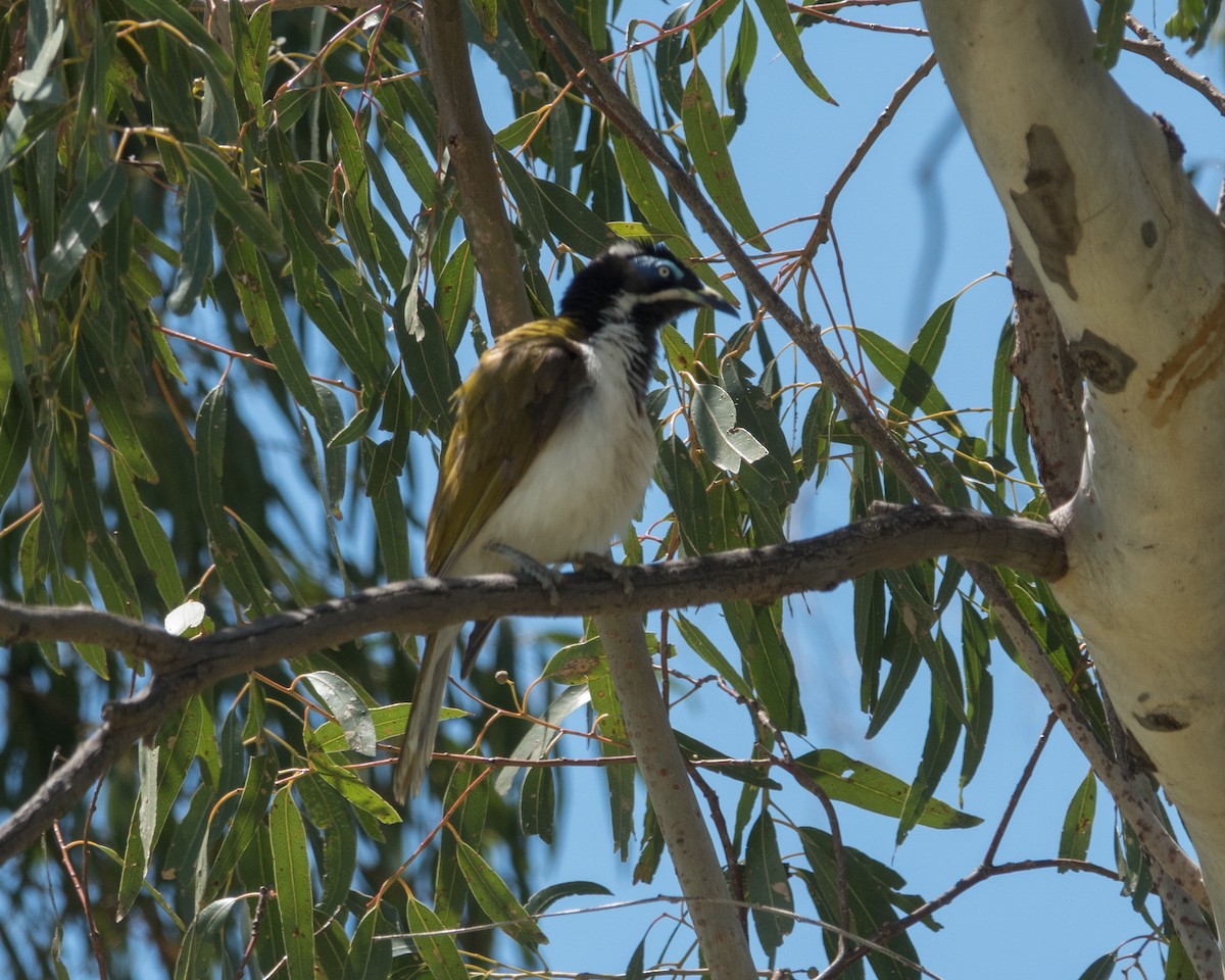 Blue-faced Honeyeater - ML161037881