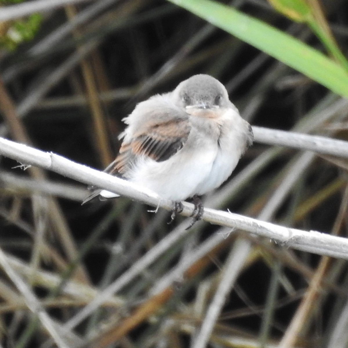 Northern Rough-winged Swallow - ML161038571