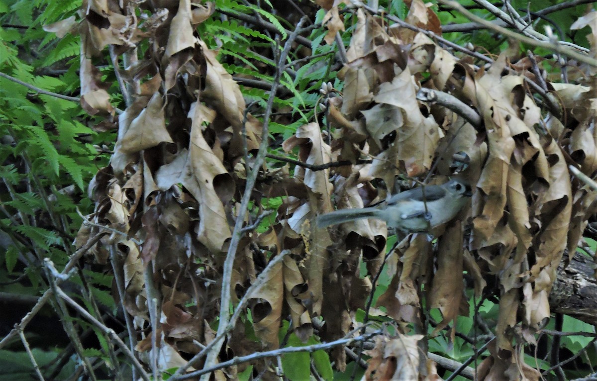 Tufted Titmouse - ML161039261