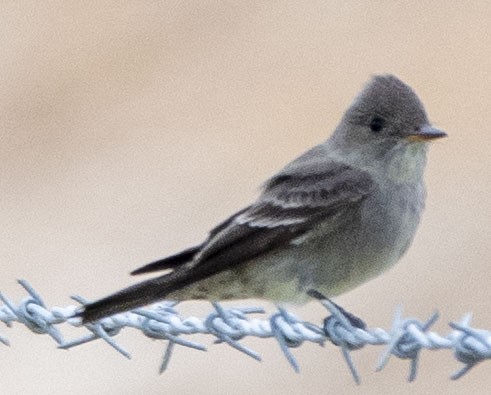 Western Wood-Pewee - LeRoy  Dorman