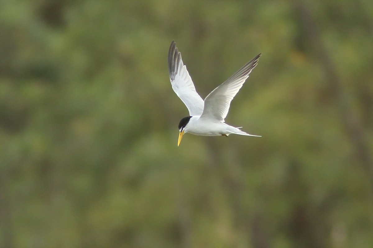 Yellow-billed Tern - ML161039641